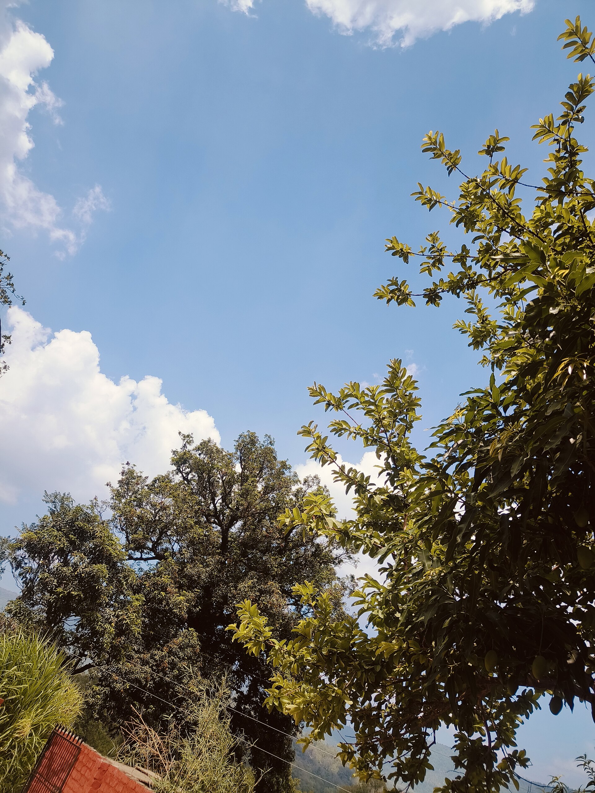 Lush trees reach towards a bright blue sky with fluffy white clouds, illustrating Hindi vocabulary for weather.