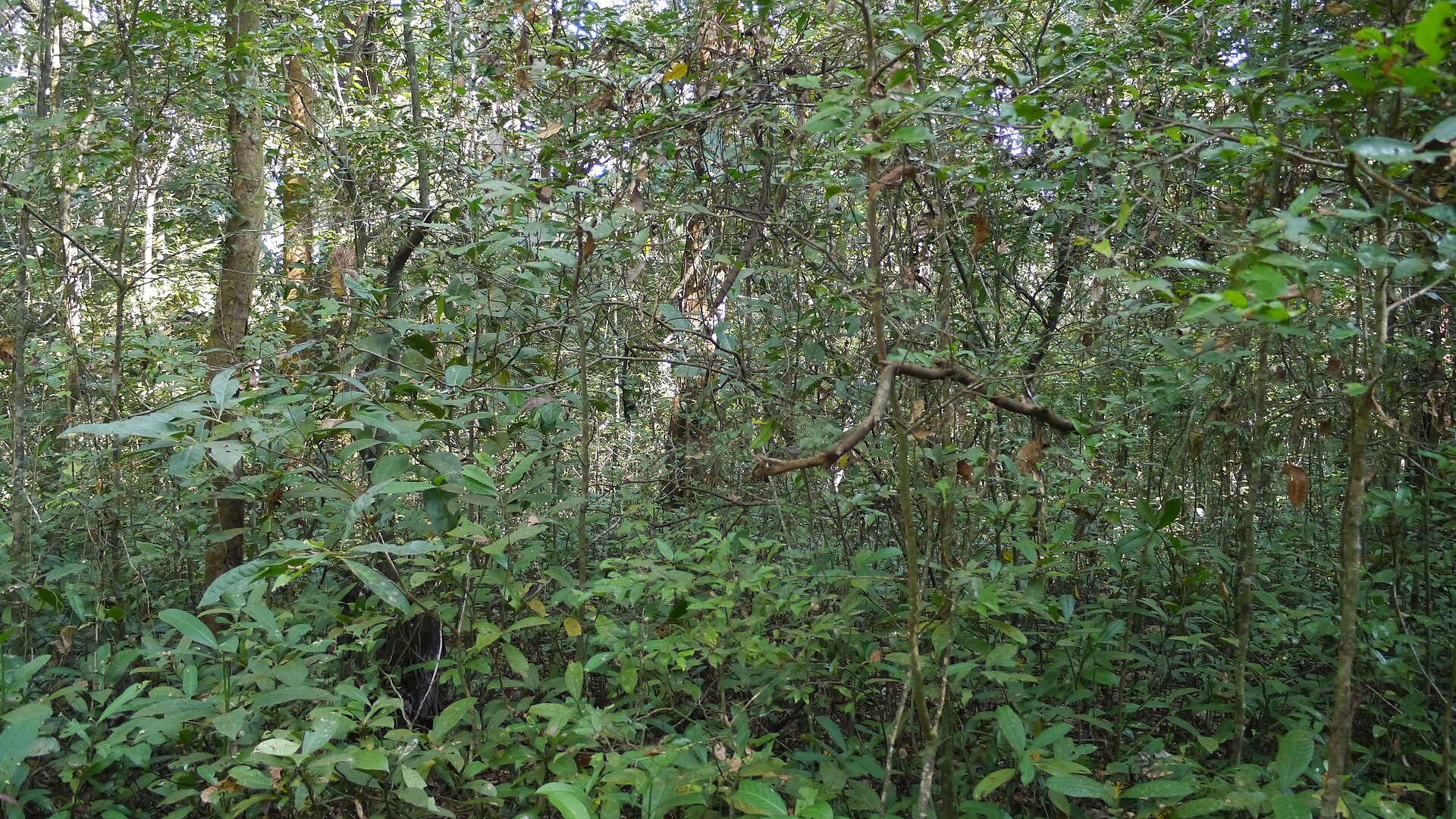A lush tropical forest scene with dense green foliage, illustrating the Hindi word for river.